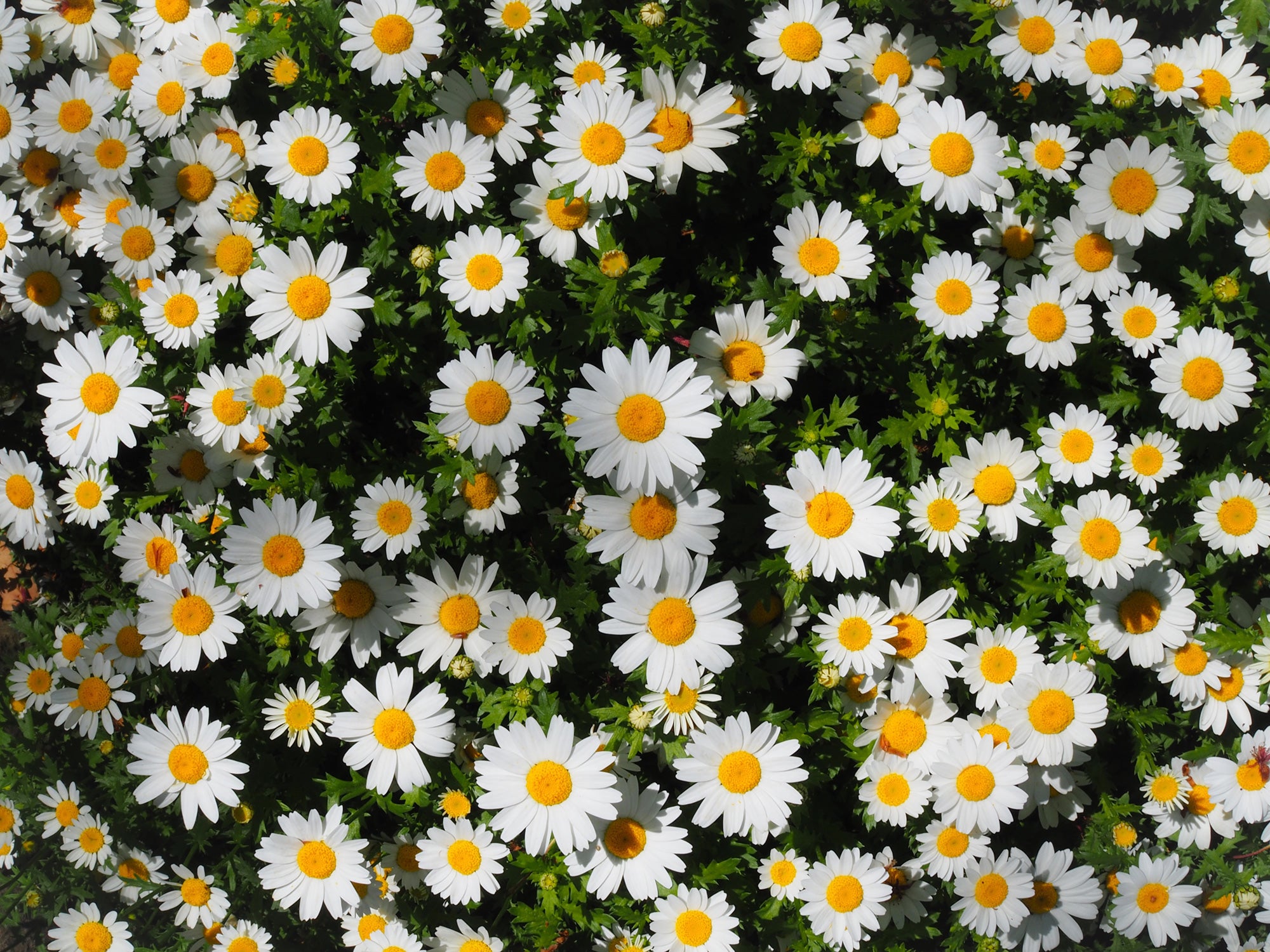 Daisies Wallpapers