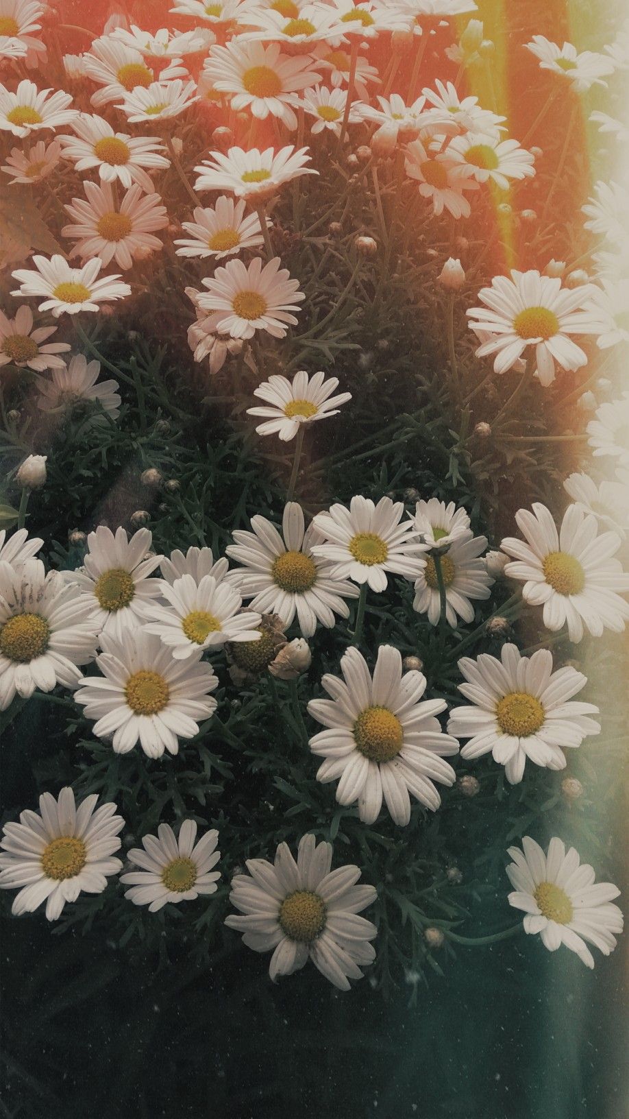 Daisies Wallpapers