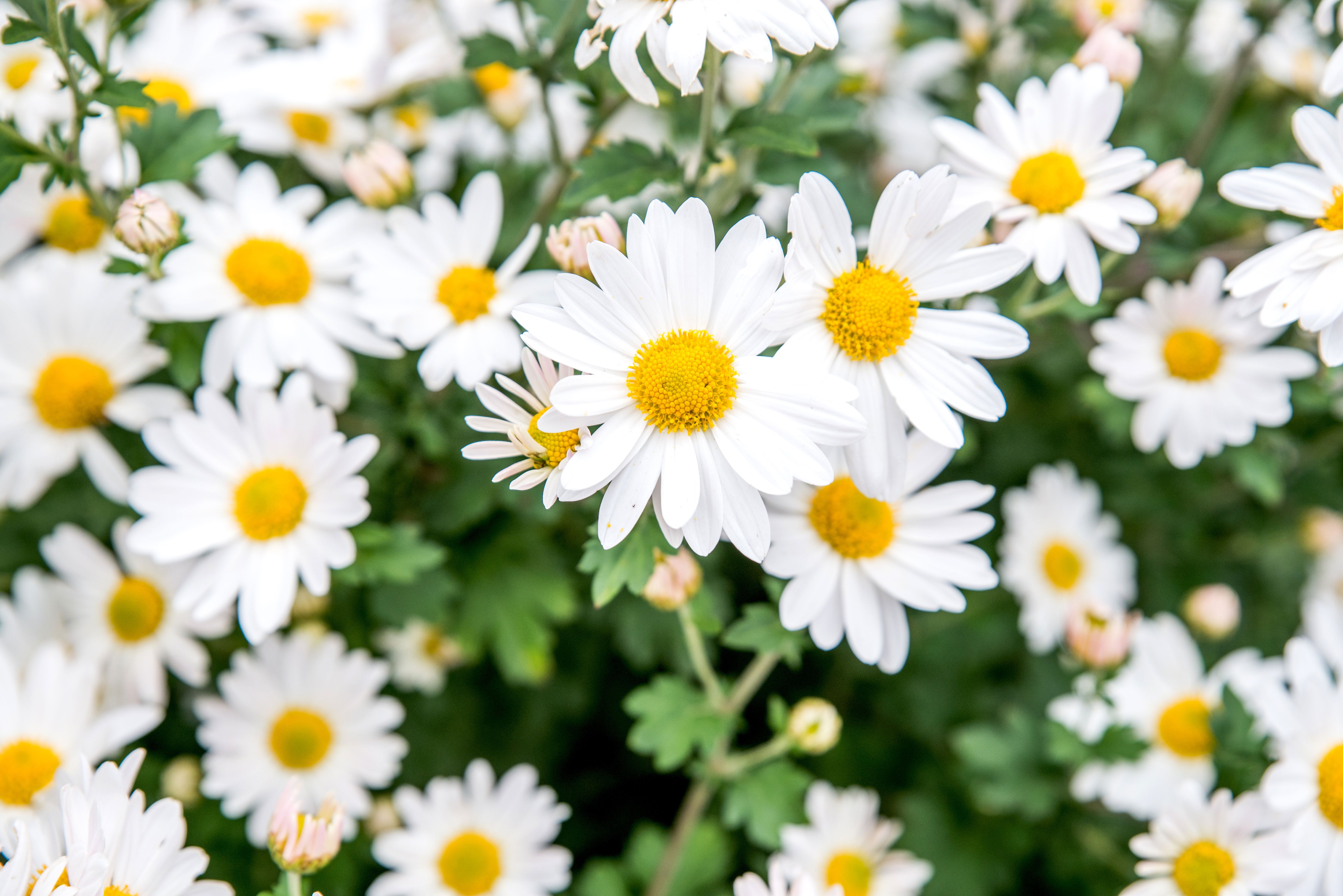 Daisies Wallpapers