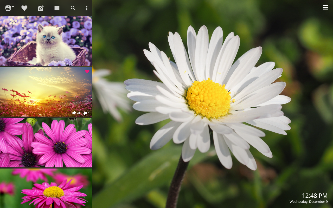 Daisies Wallpapers