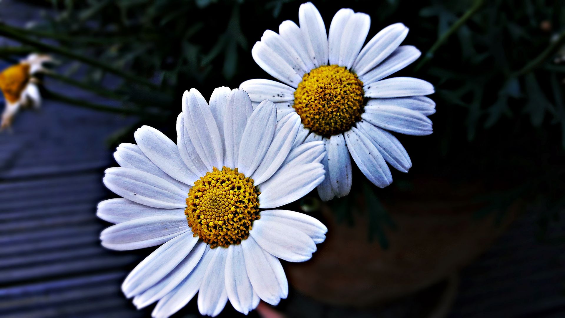 Daisies Wallpapers