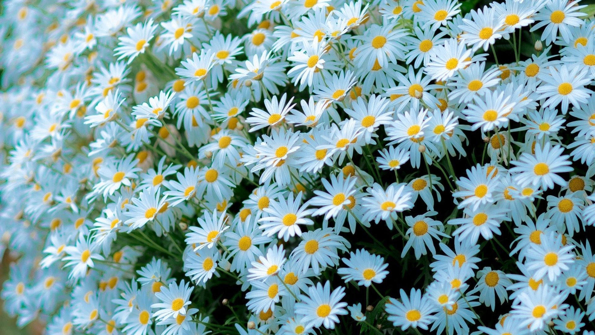 Daisies Wallpapers