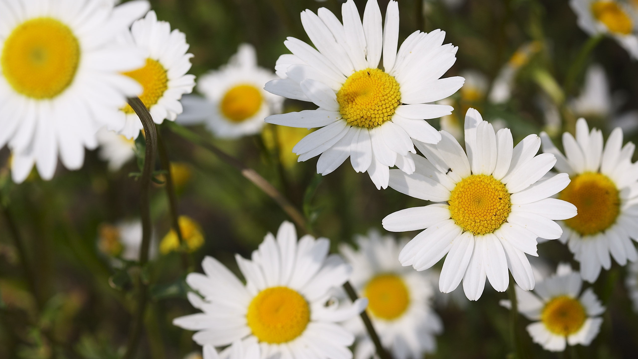 Daisies Wallpapers