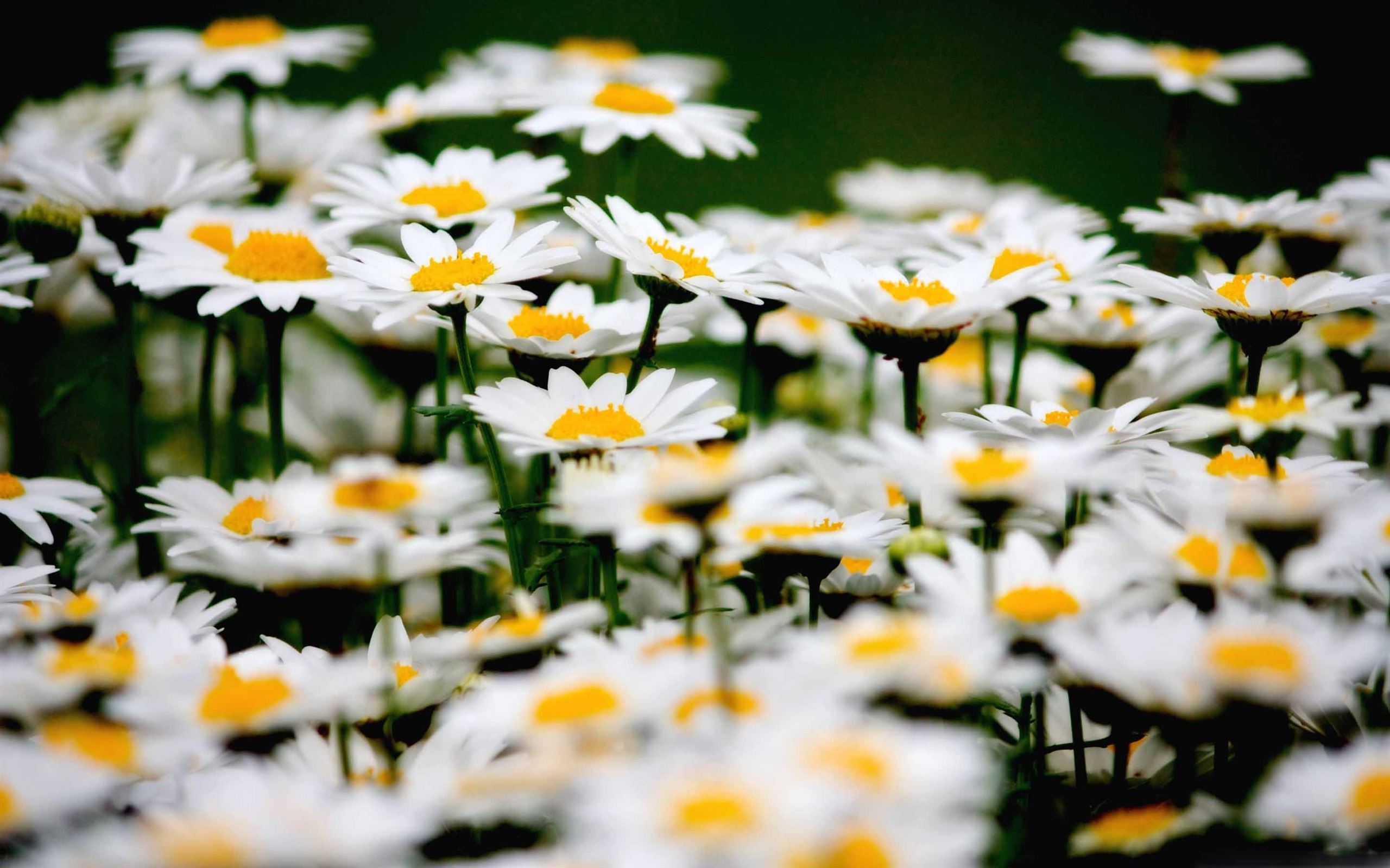 Daisies Wallpapers