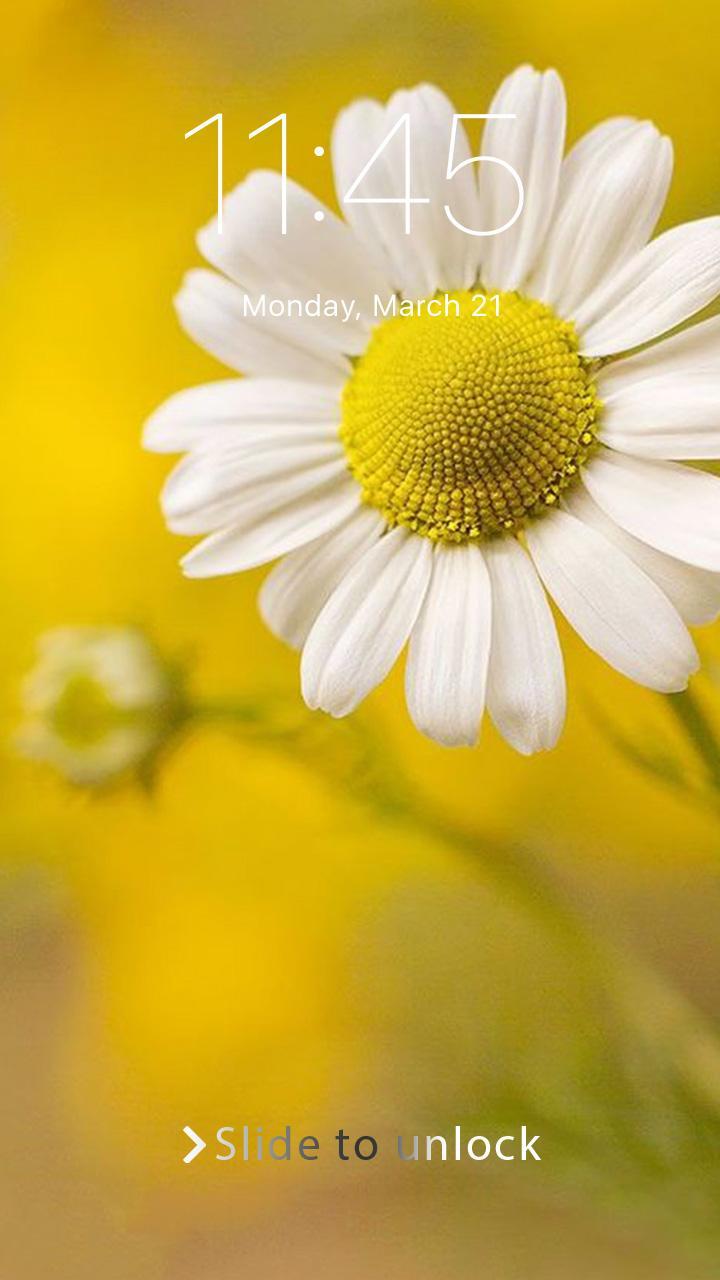 Daisy And Sunflower Wallpapers