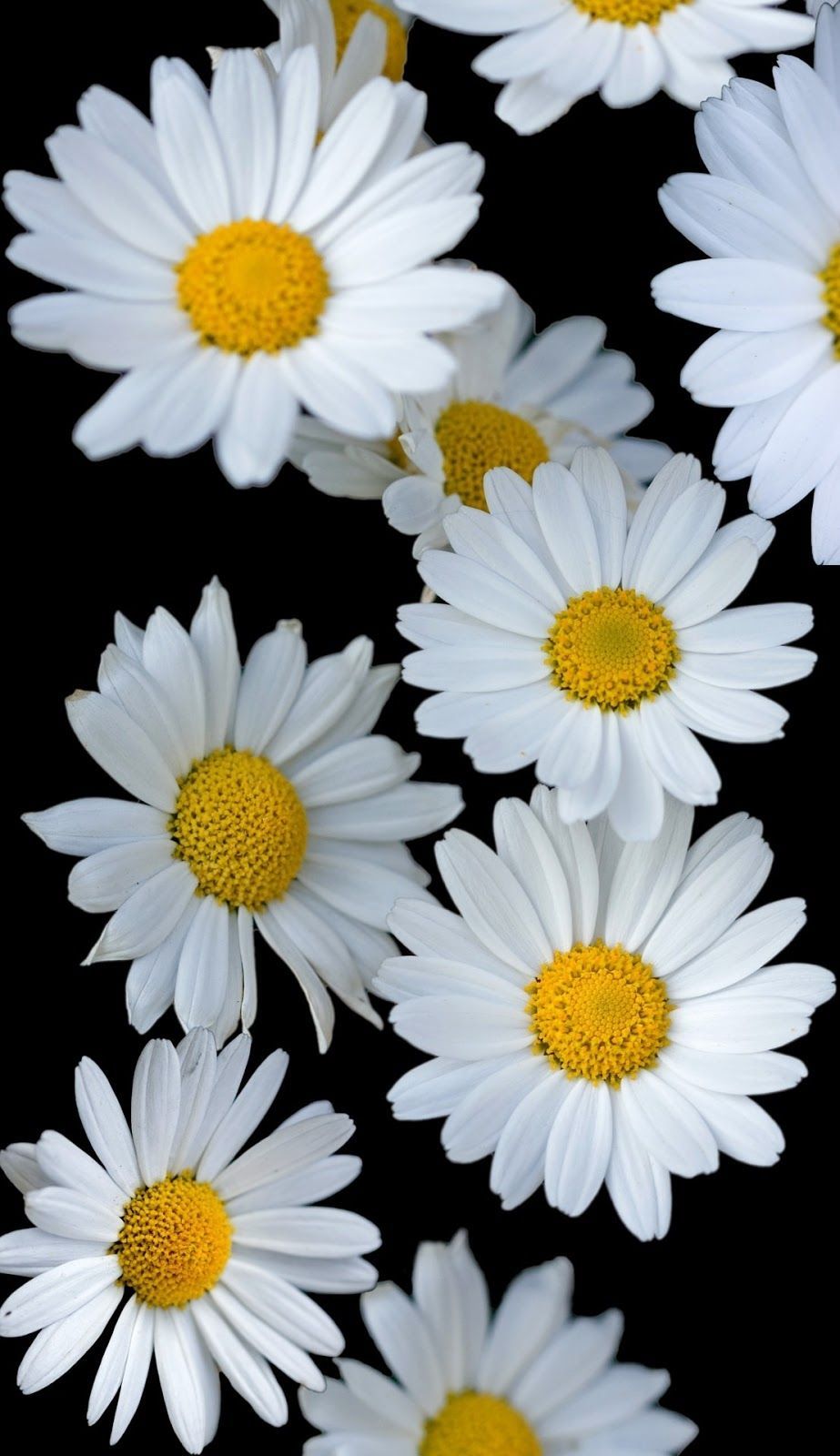 Daisy And Sunflower Wallpapers