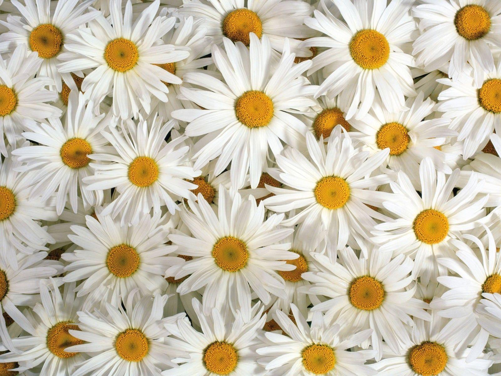 Daisy And Sunflower Wallpapers