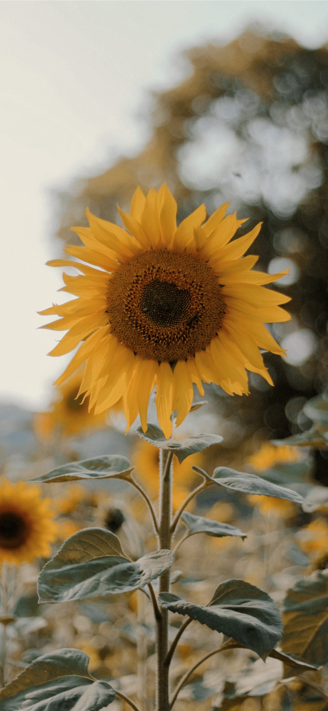 Daisy And Sunflower Wallpapers