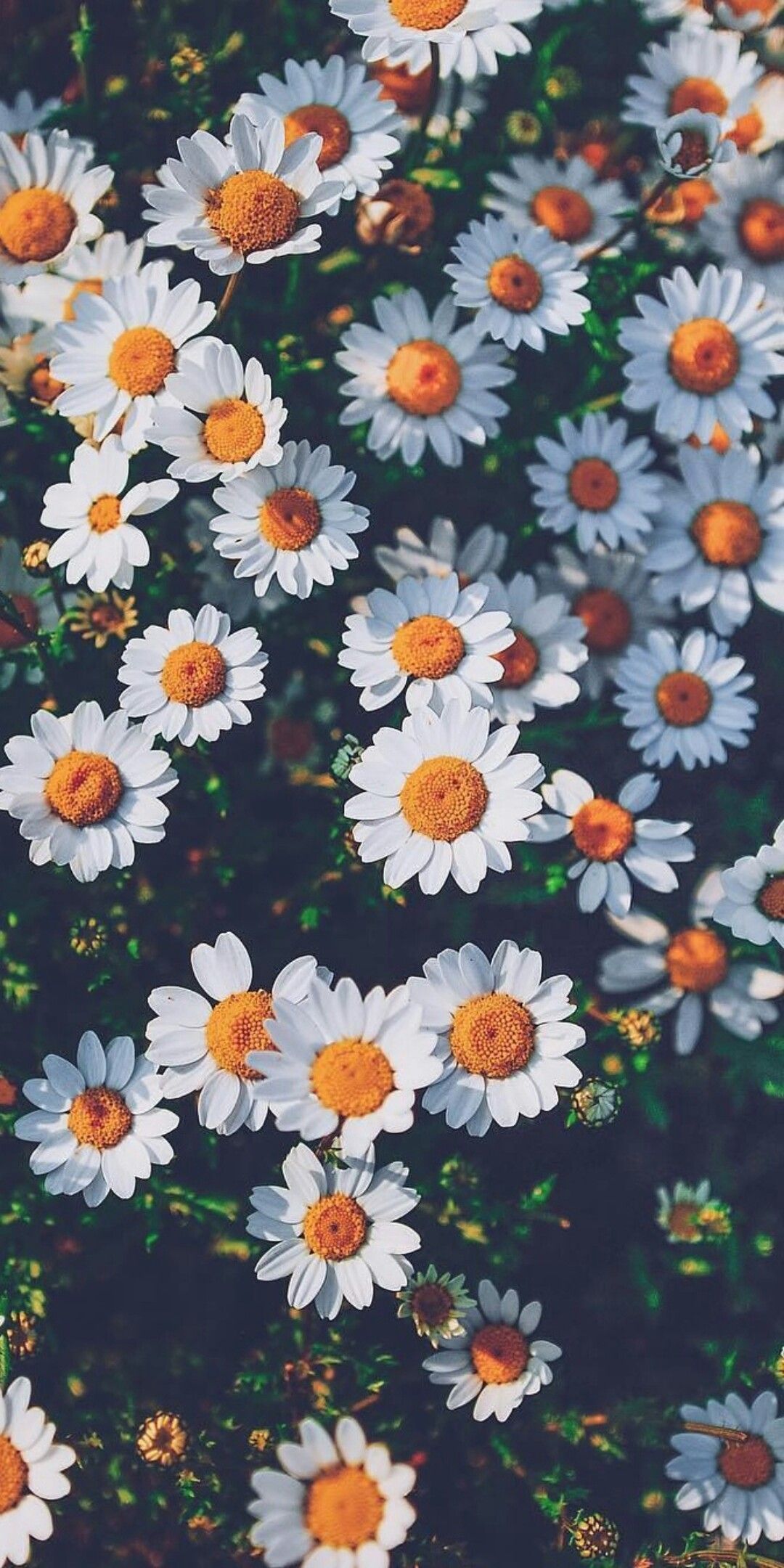 Daisy And Sunflower Wallpapers