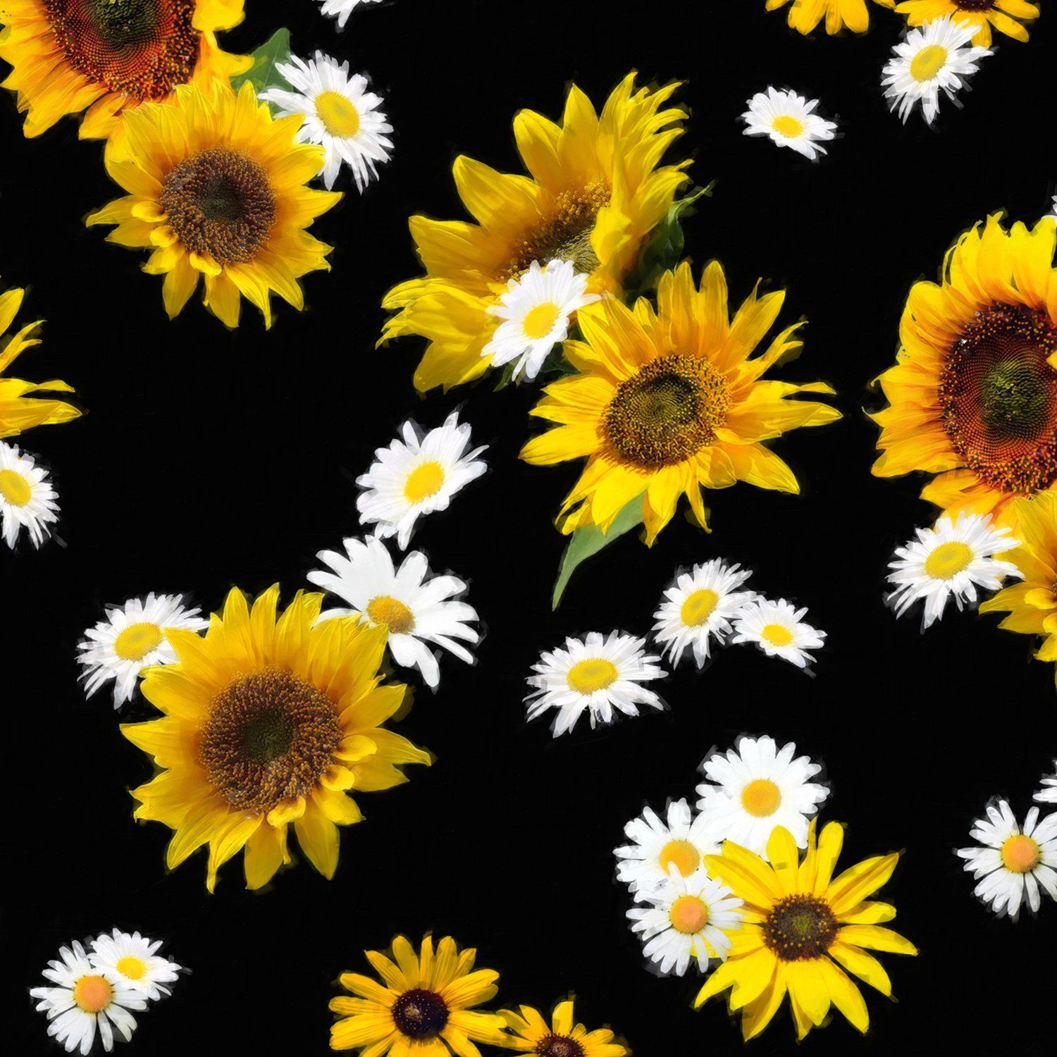 Daisy And Sunflower Wallpapers