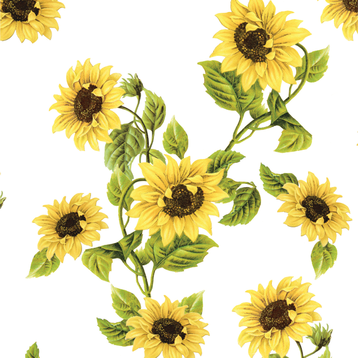 Daisy And Sunflower Wallpapers