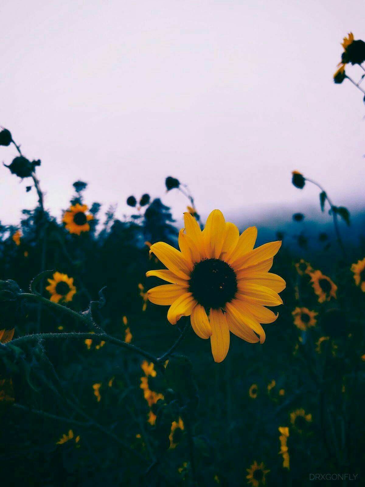 Daisy And Sunflower Wallpapers