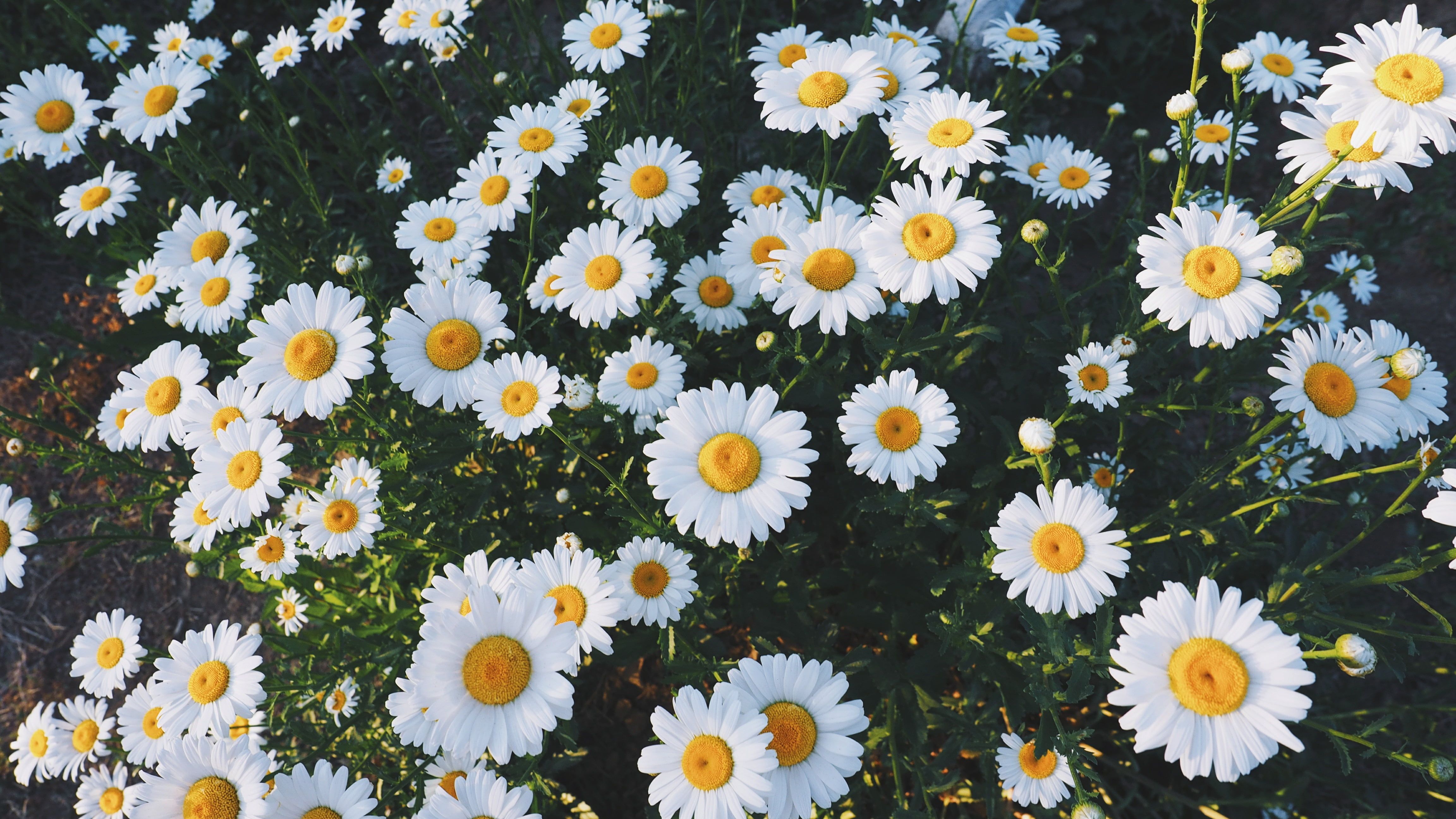 Daisy Backdrop Wallpapers