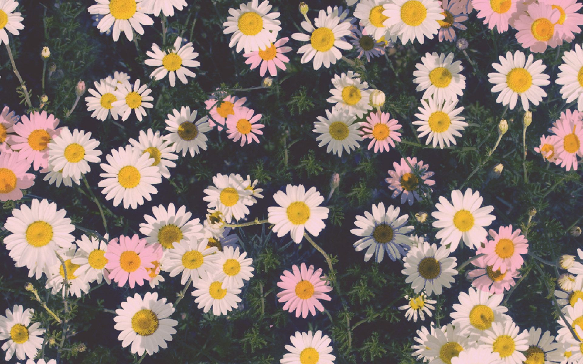 Daisy Backdrop Wallpapers