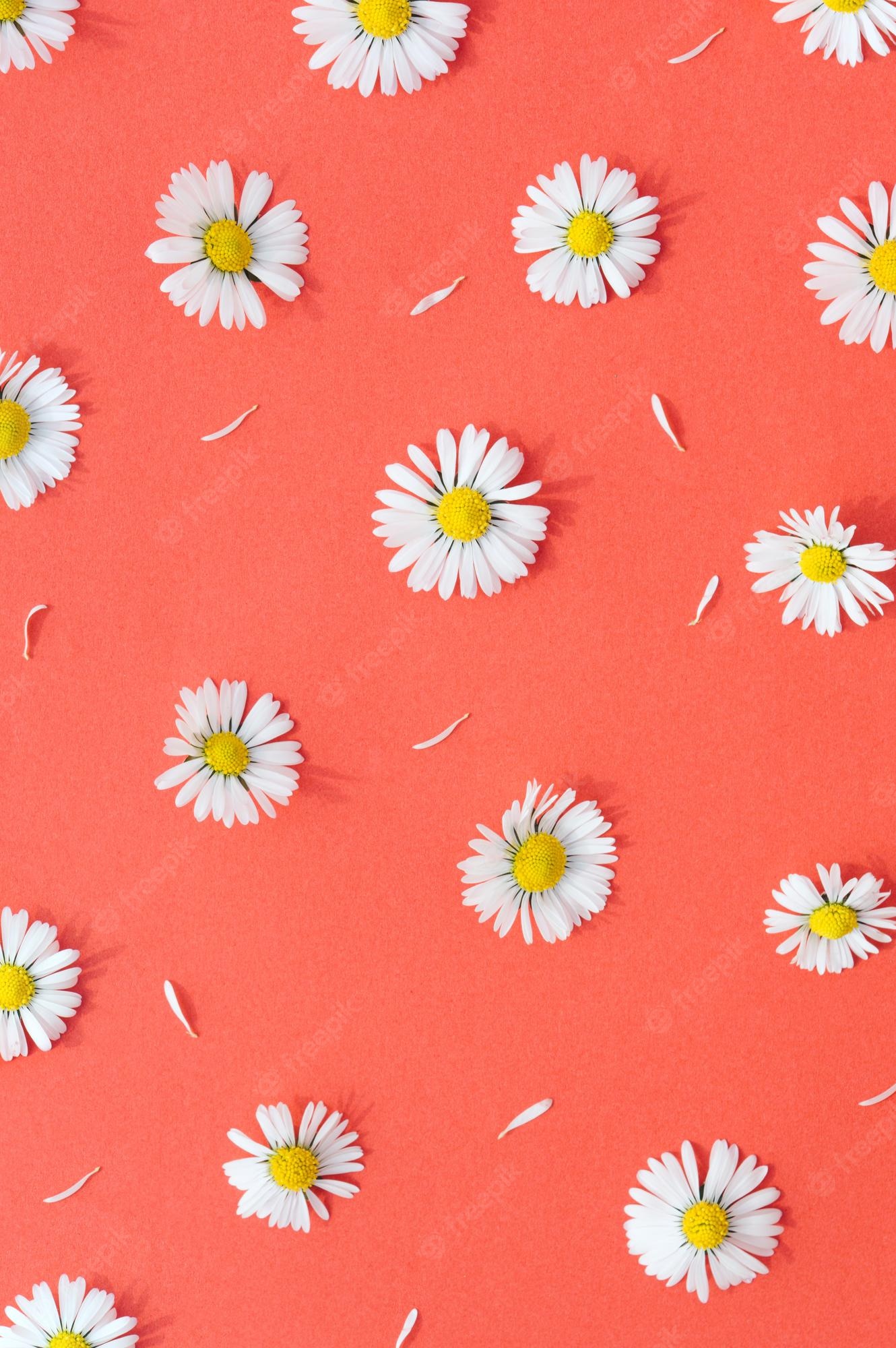 Daisy Backdrop Wallpapers