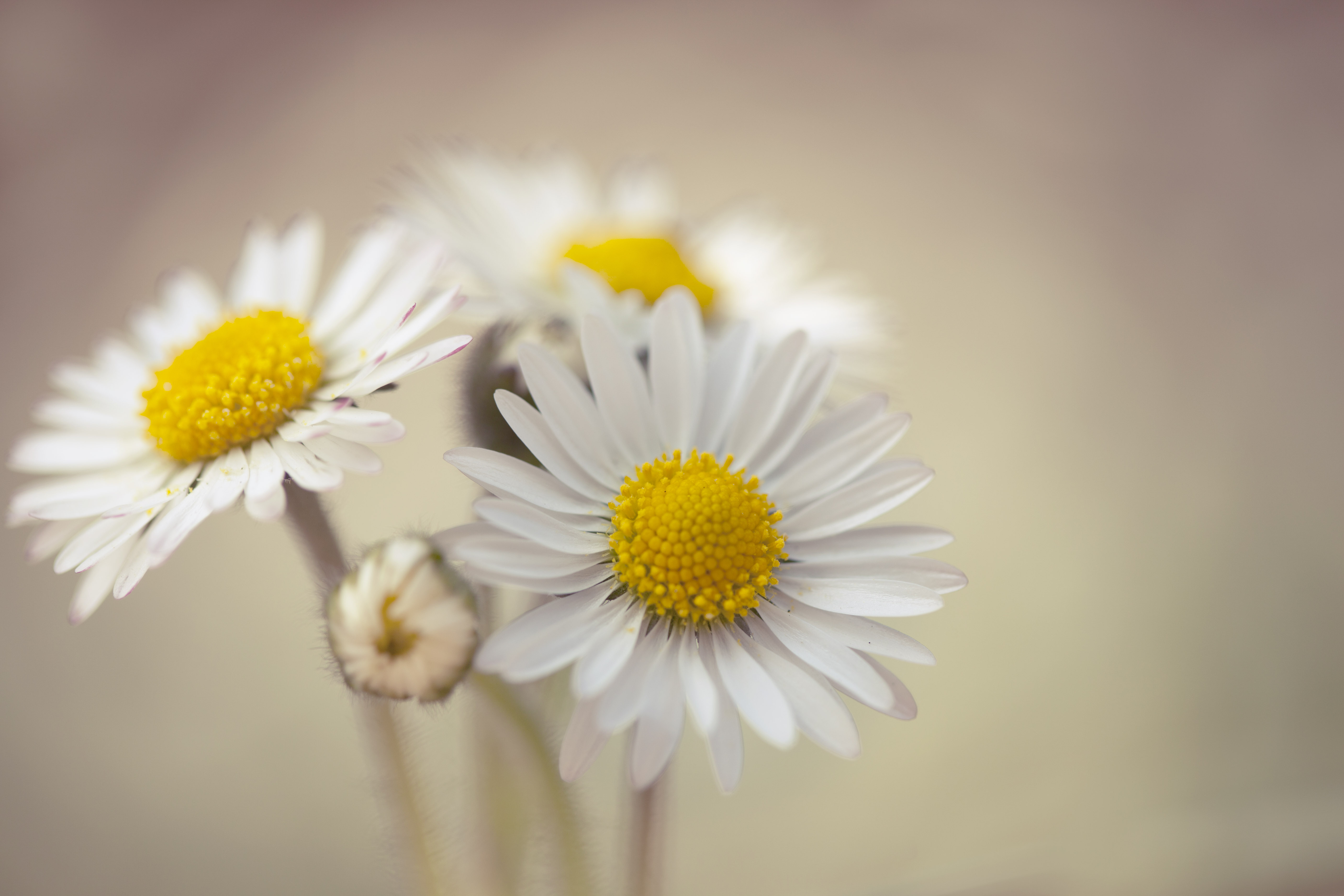 Daisy Desktop Wallpapers