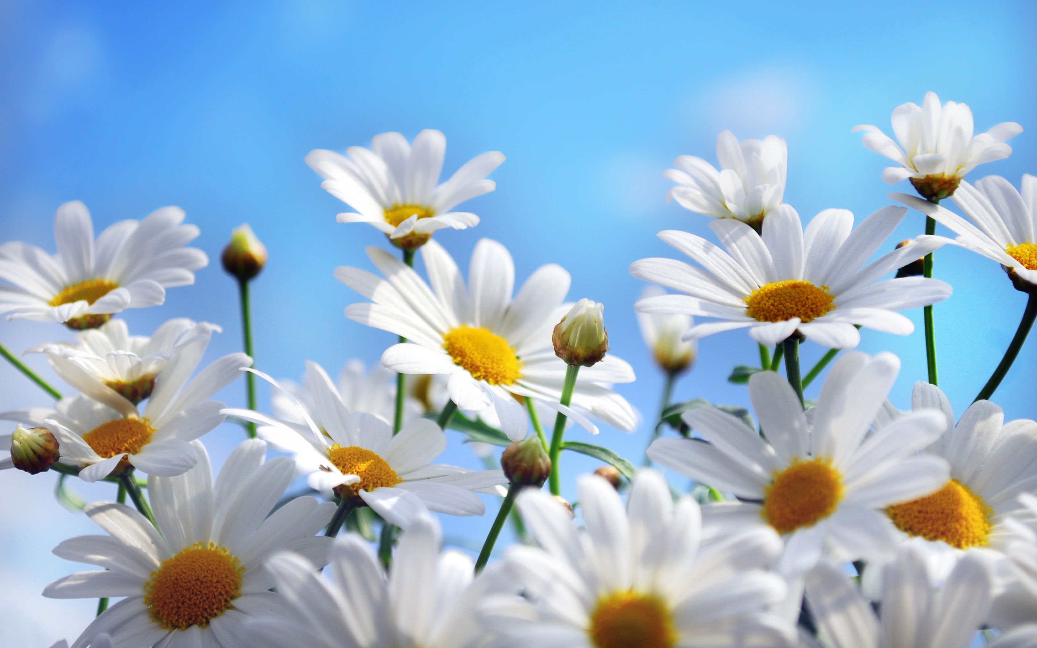 Daisy Desktop Wallpapers