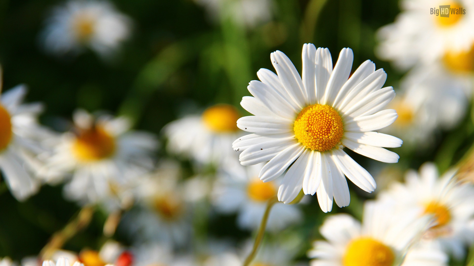 Daisy Desktop Wallpapers