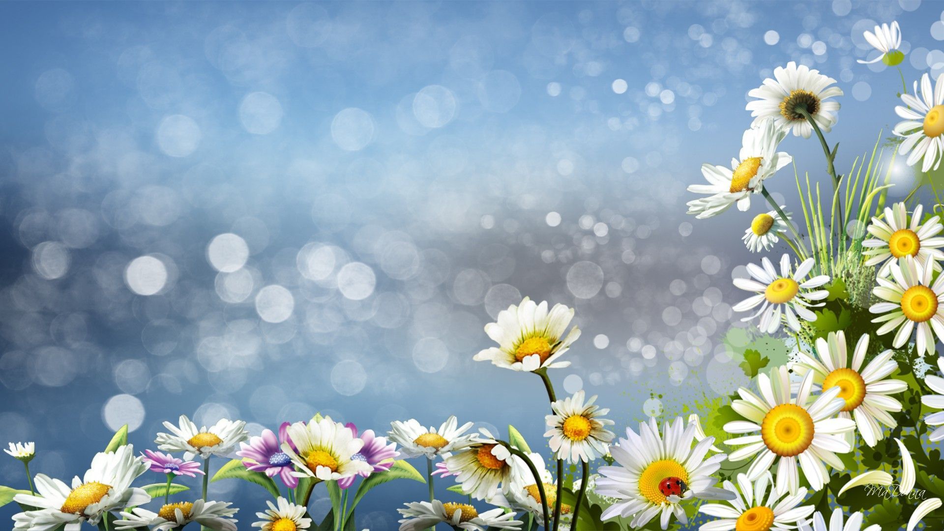 Daisy Desktop Wallpapers