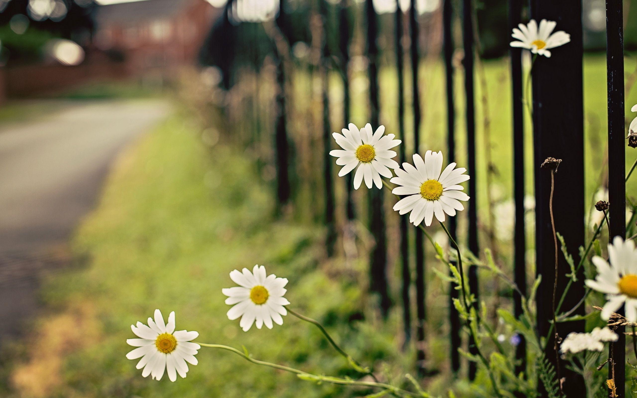 Daisy Desktop Wallpapers