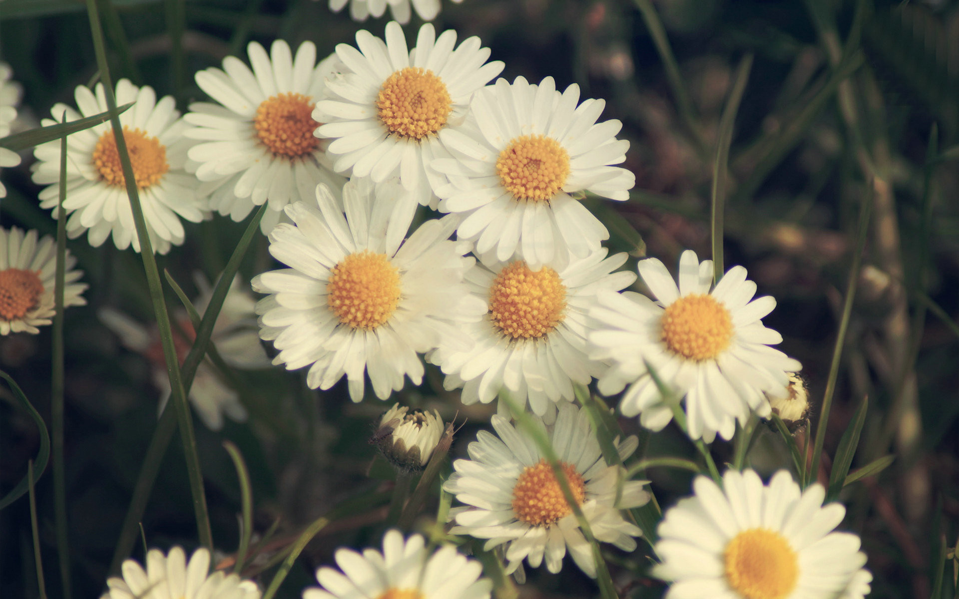 Daisy Desktop Wallpapers