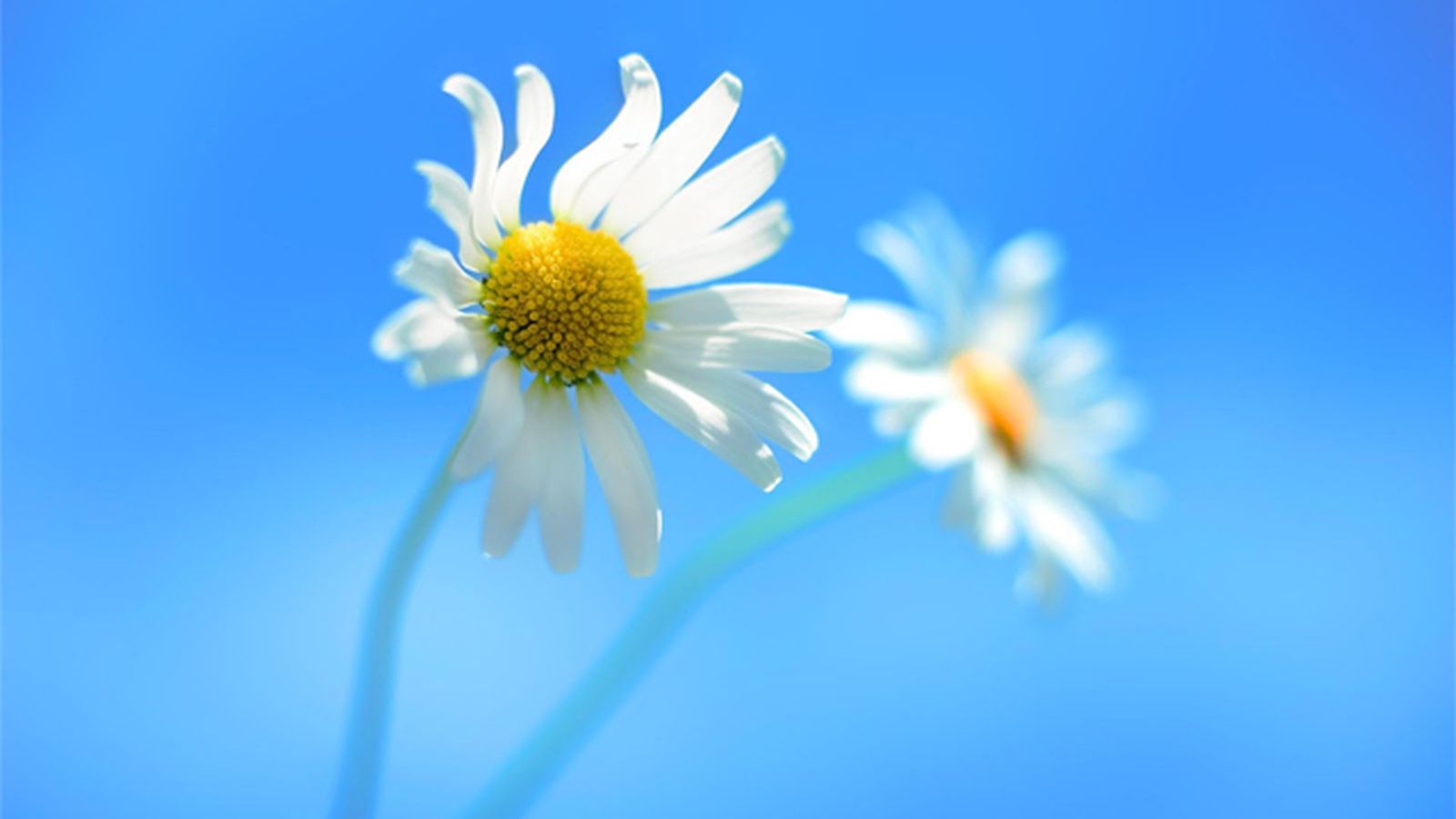 Daisy Desktop Wallpapers