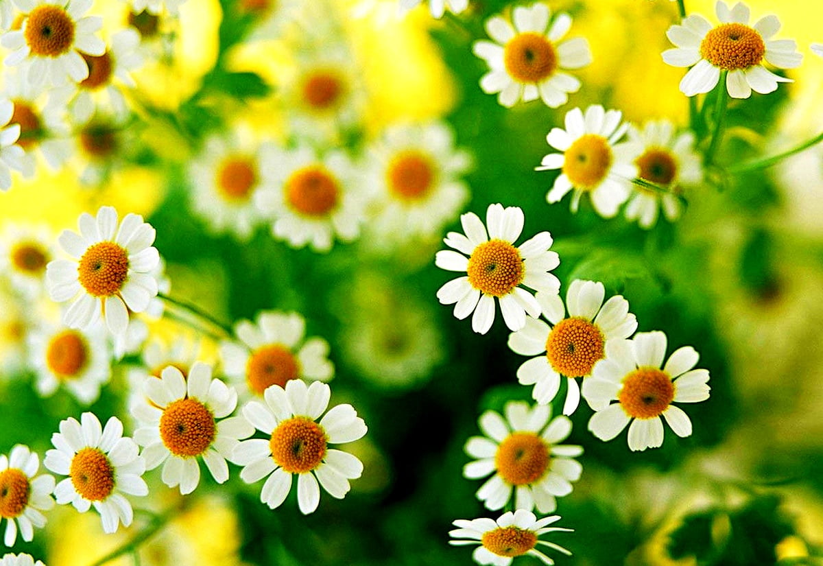 Daisy Desktop Wallpapers