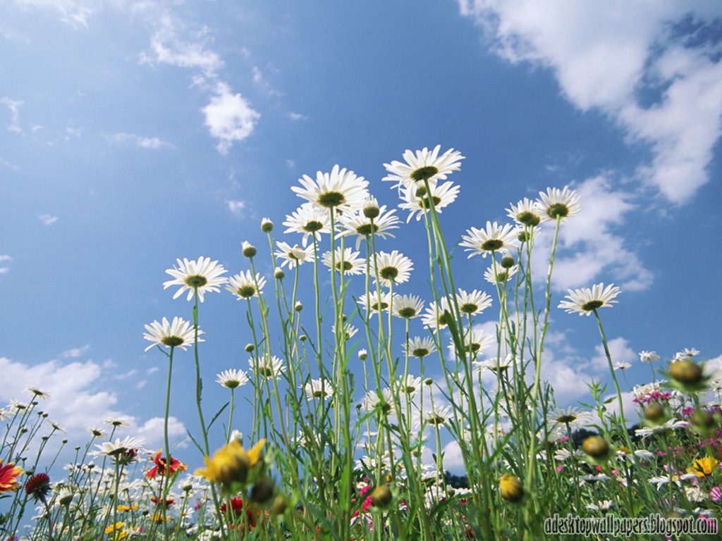 Daisy Desktop Wallpapers