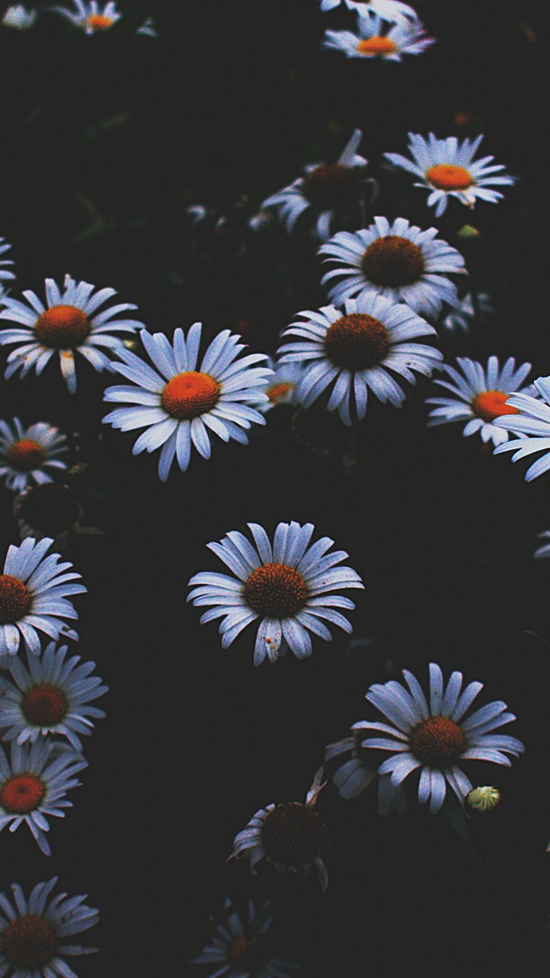 Daisy Desktop Wallpapers