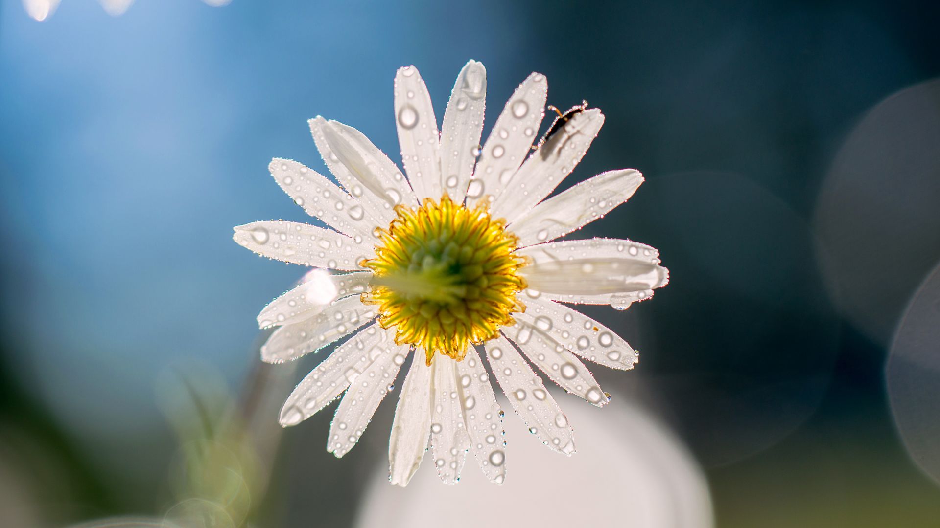 Daisy Desktop Wallpapers