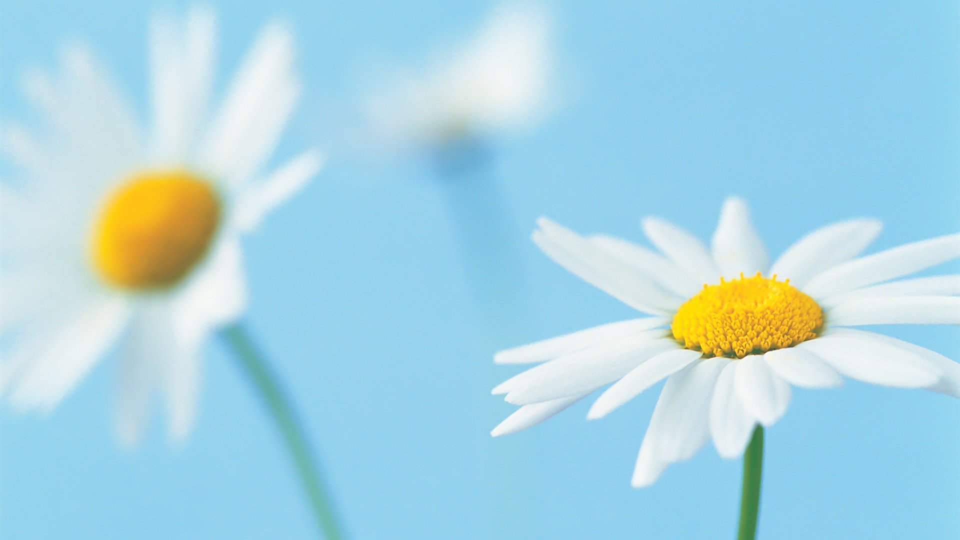 Daisy Desktop Wallpapers