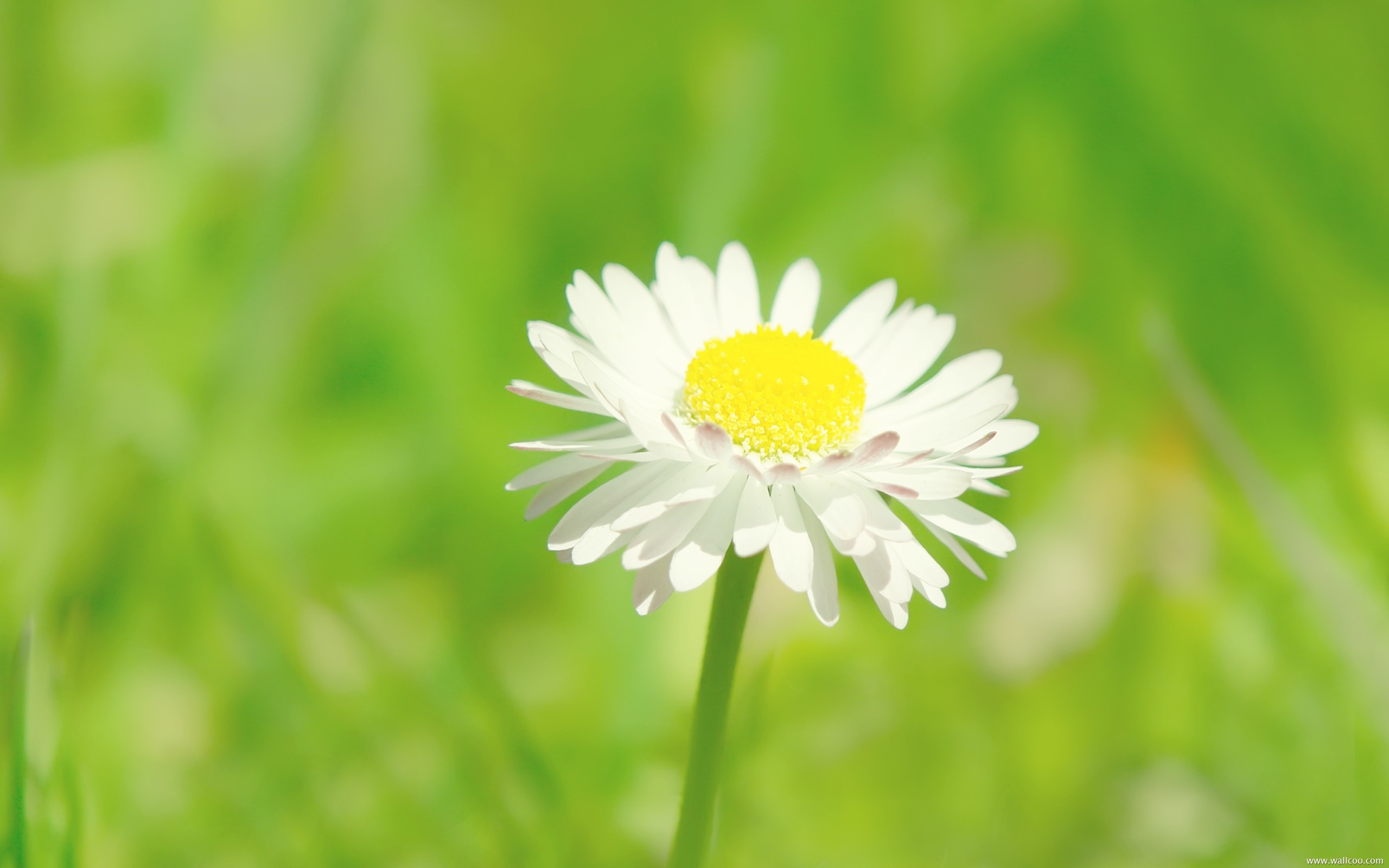 Daisy Desktop Wallpapers