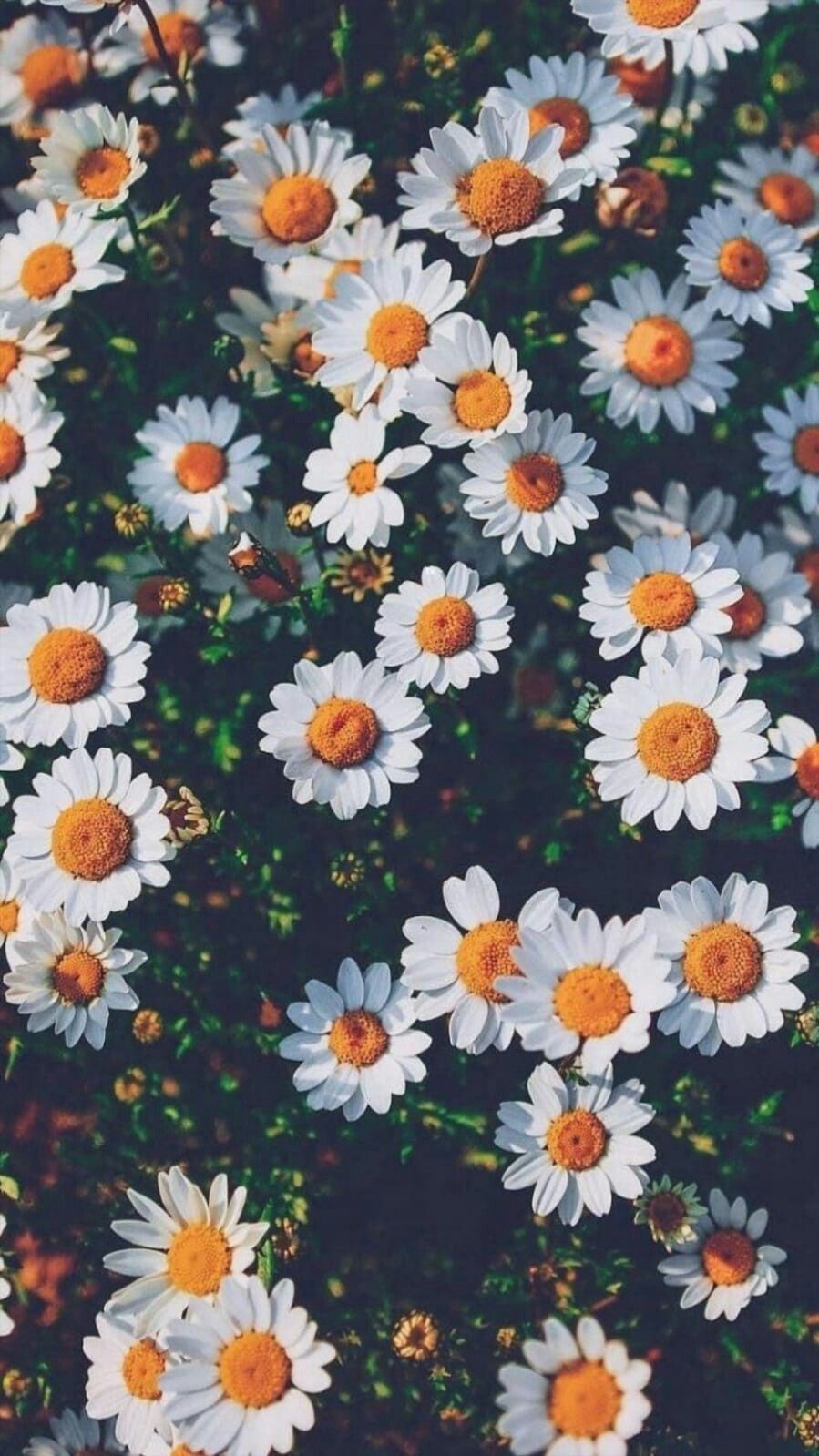 Daisy Desktop Wallpapers