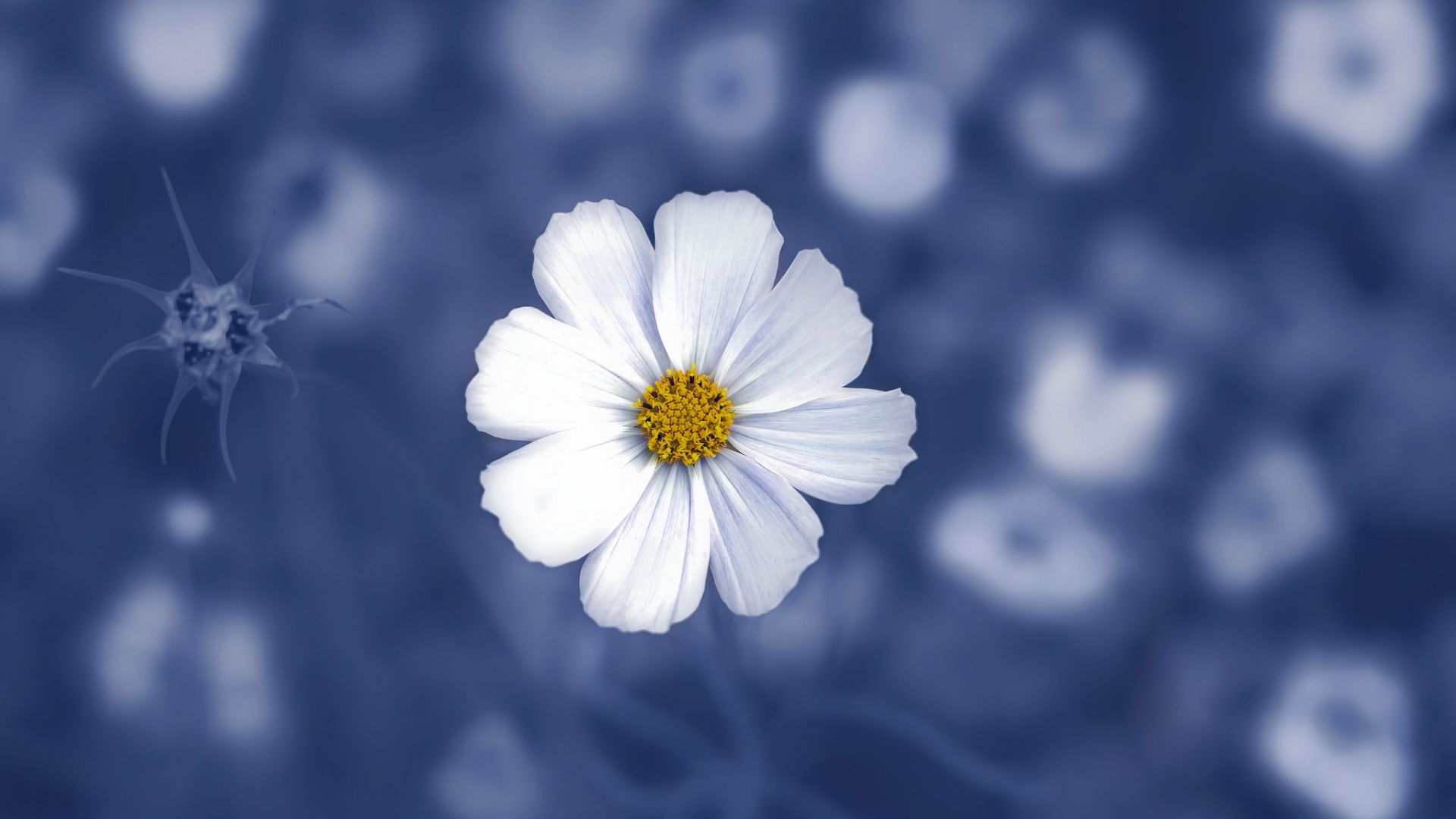 Daisy Desktop Wallpapers