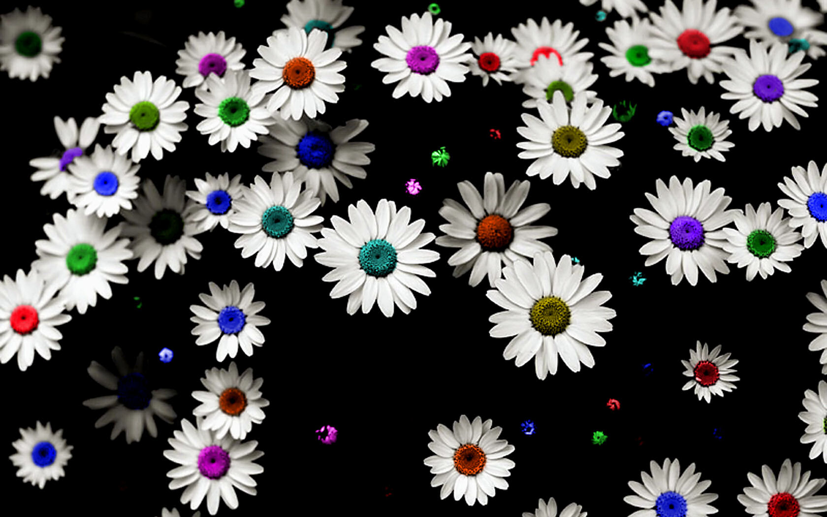 Daisy Desktop Wallpapers