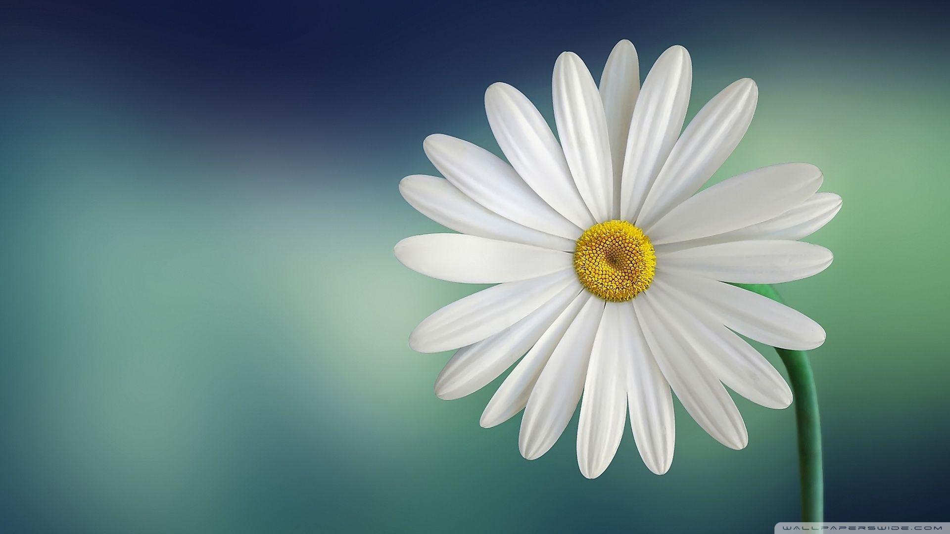 Daisy Desktop Wallpapers