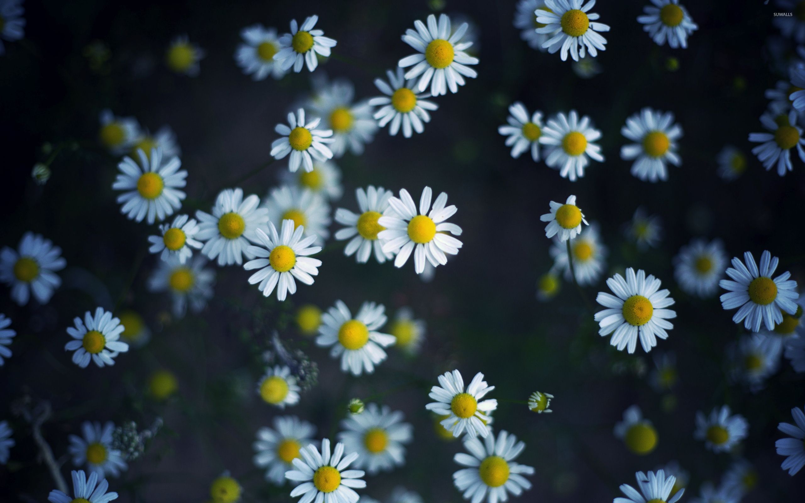 Daisy Desktop Wallpapers