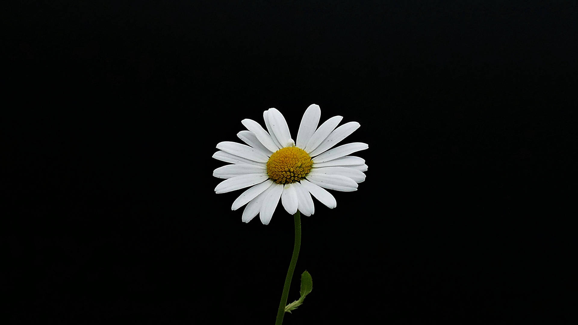 Daisy Desktop Wallpapers