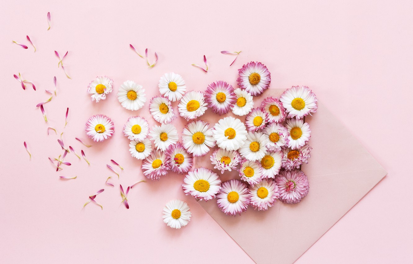 Daisy Desktop Wallpapers