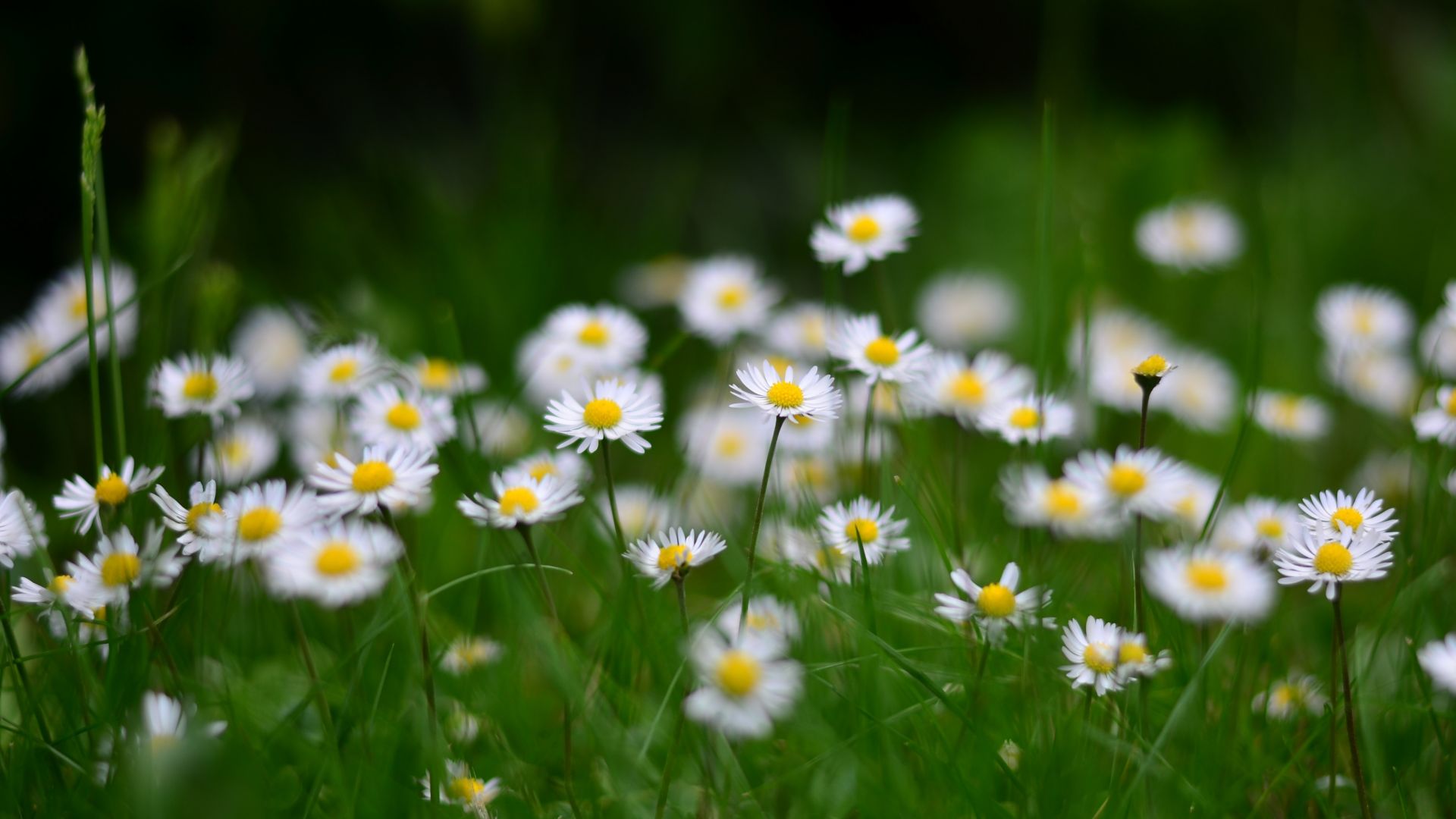 Daisy Desktop Wallpapers