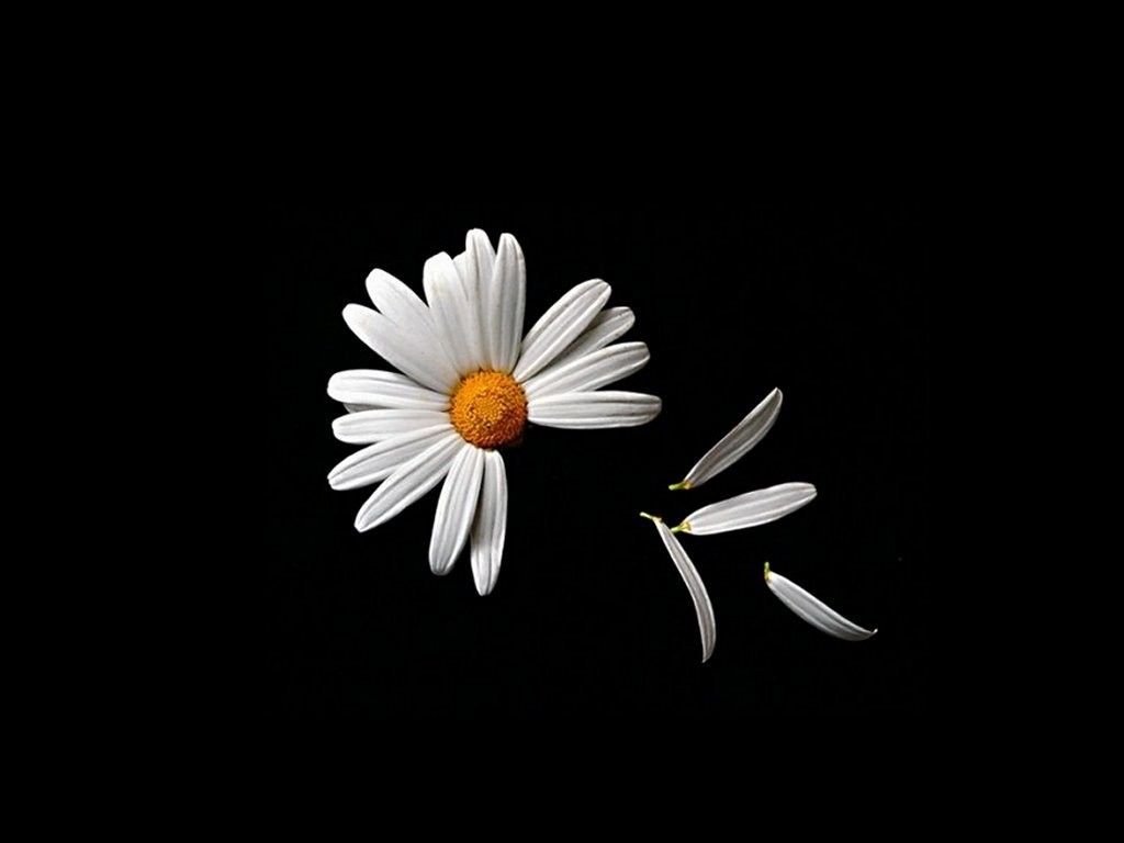 Daisy Desktop Wallpapers