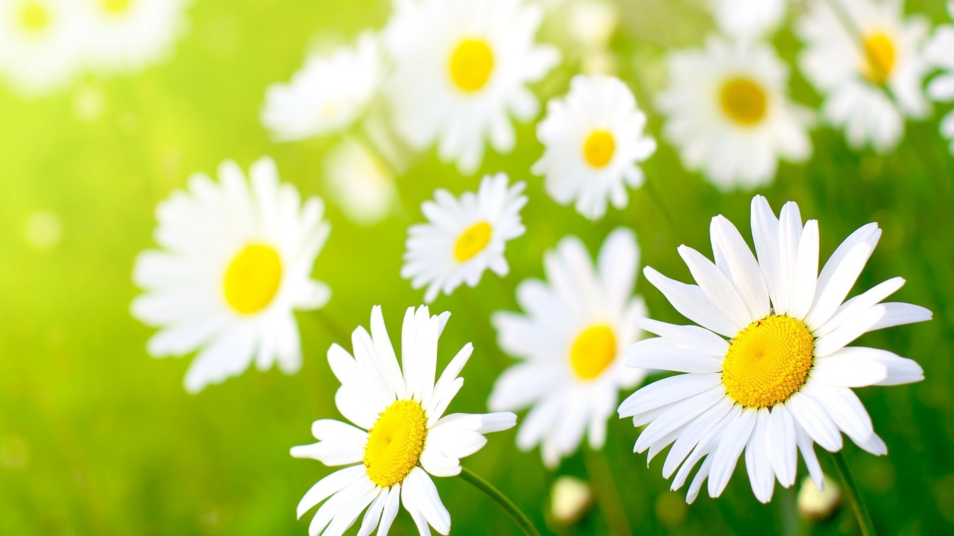 Daisy Desktop Wallpapers