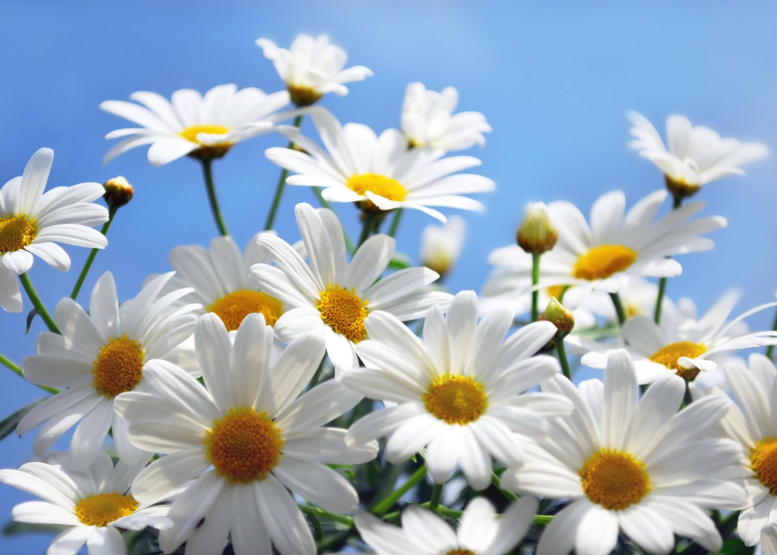 Daisy Flower Wallpapers