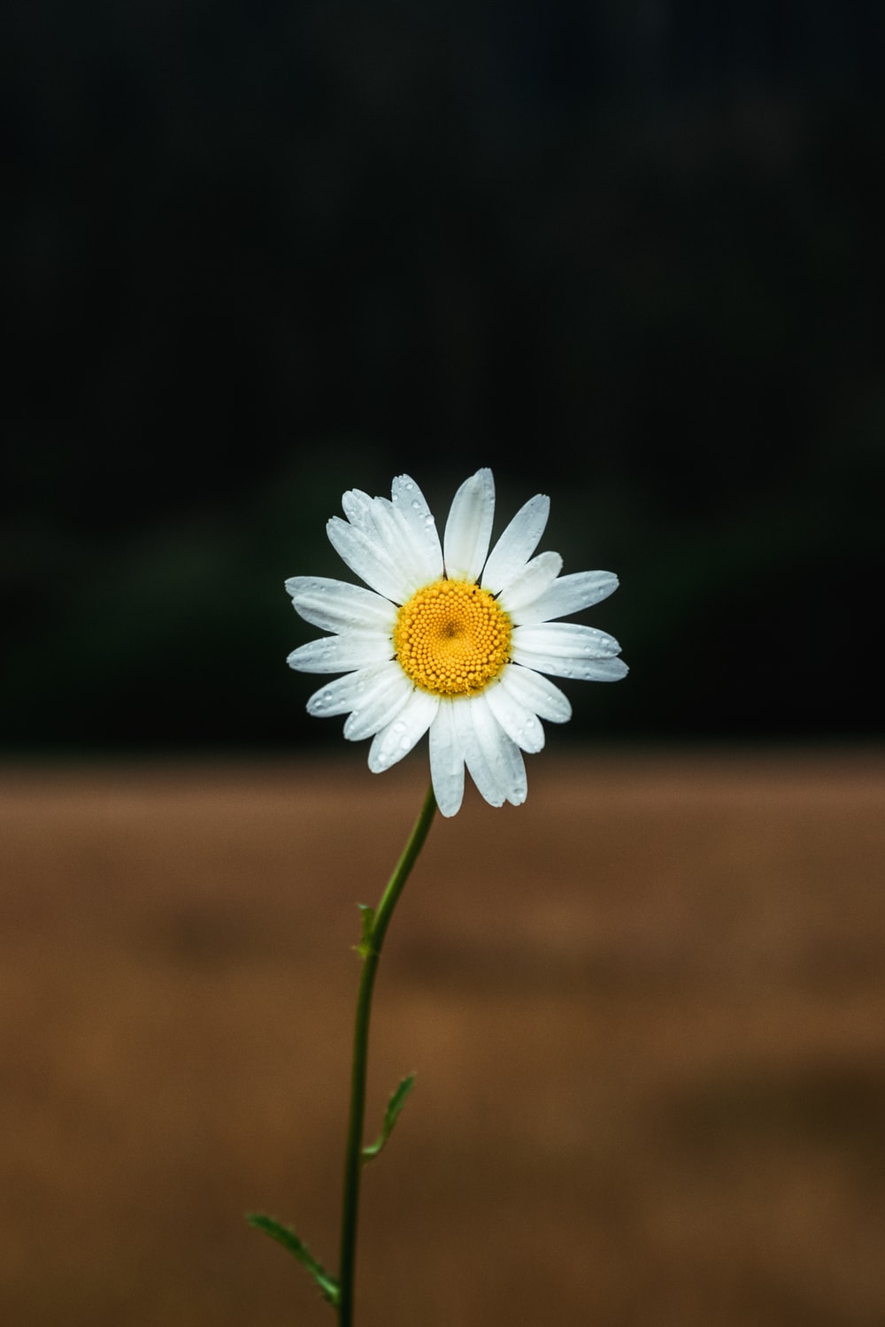 Daisy Flower Wallpapers