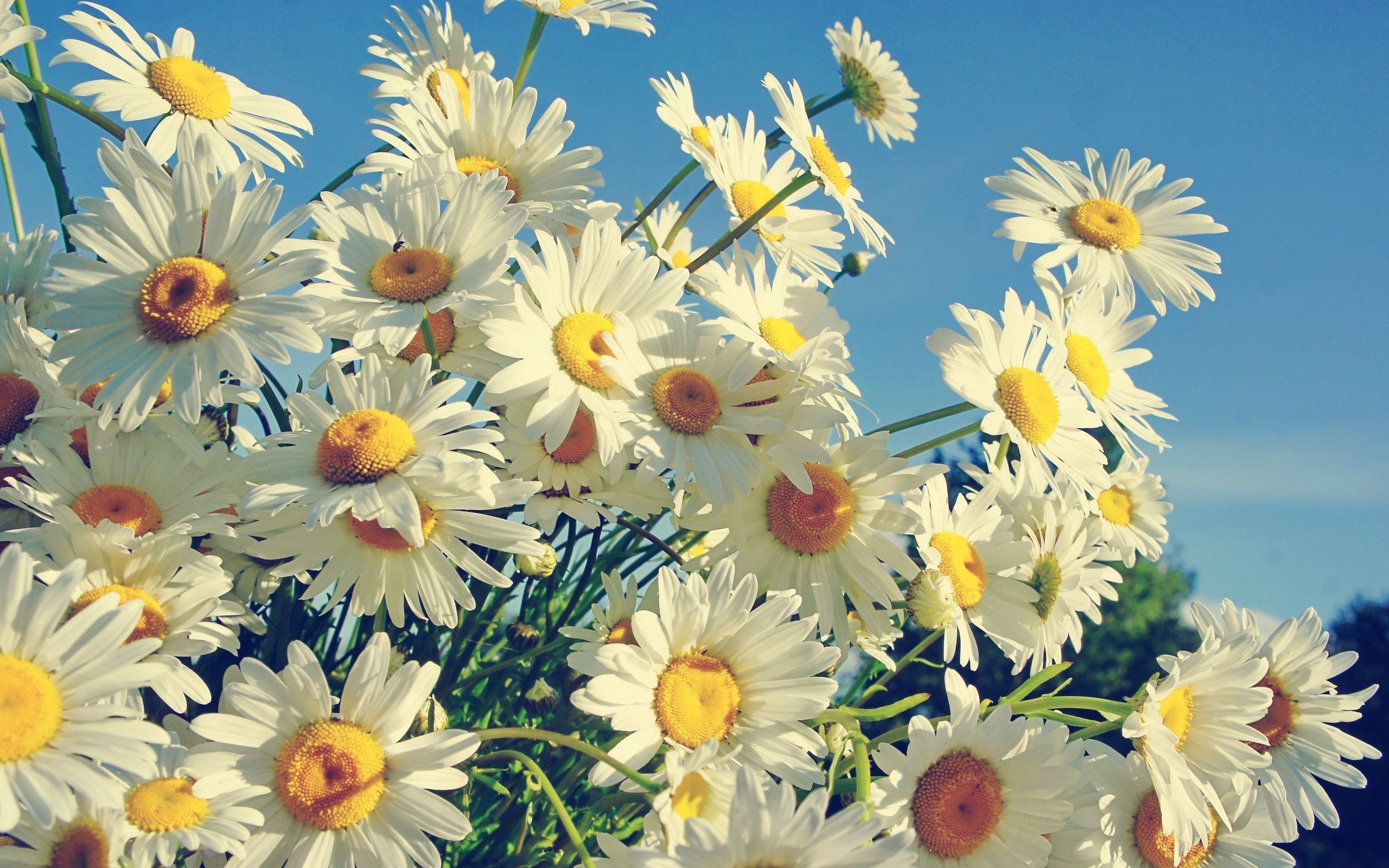 Daisy Flower Wallpapers