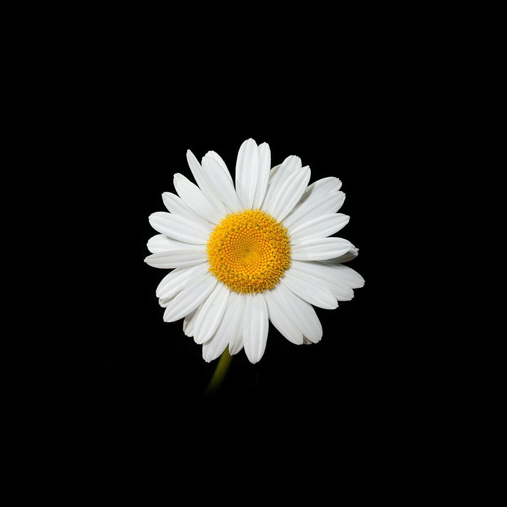 Daisy Wallpapers