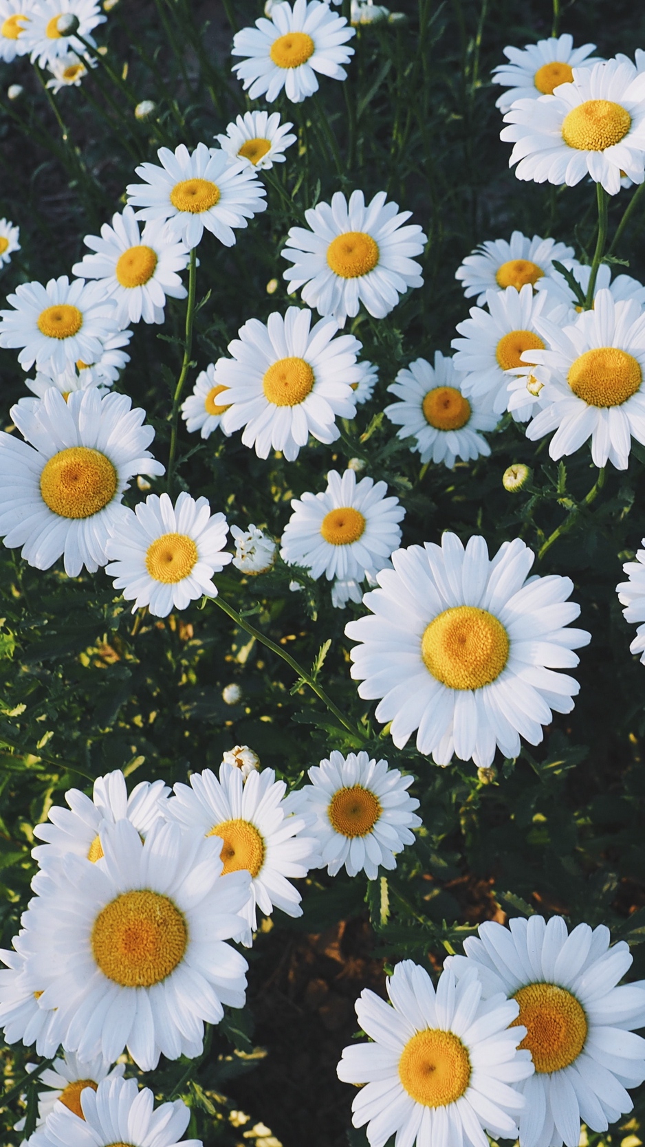 Daisy Wallpapers