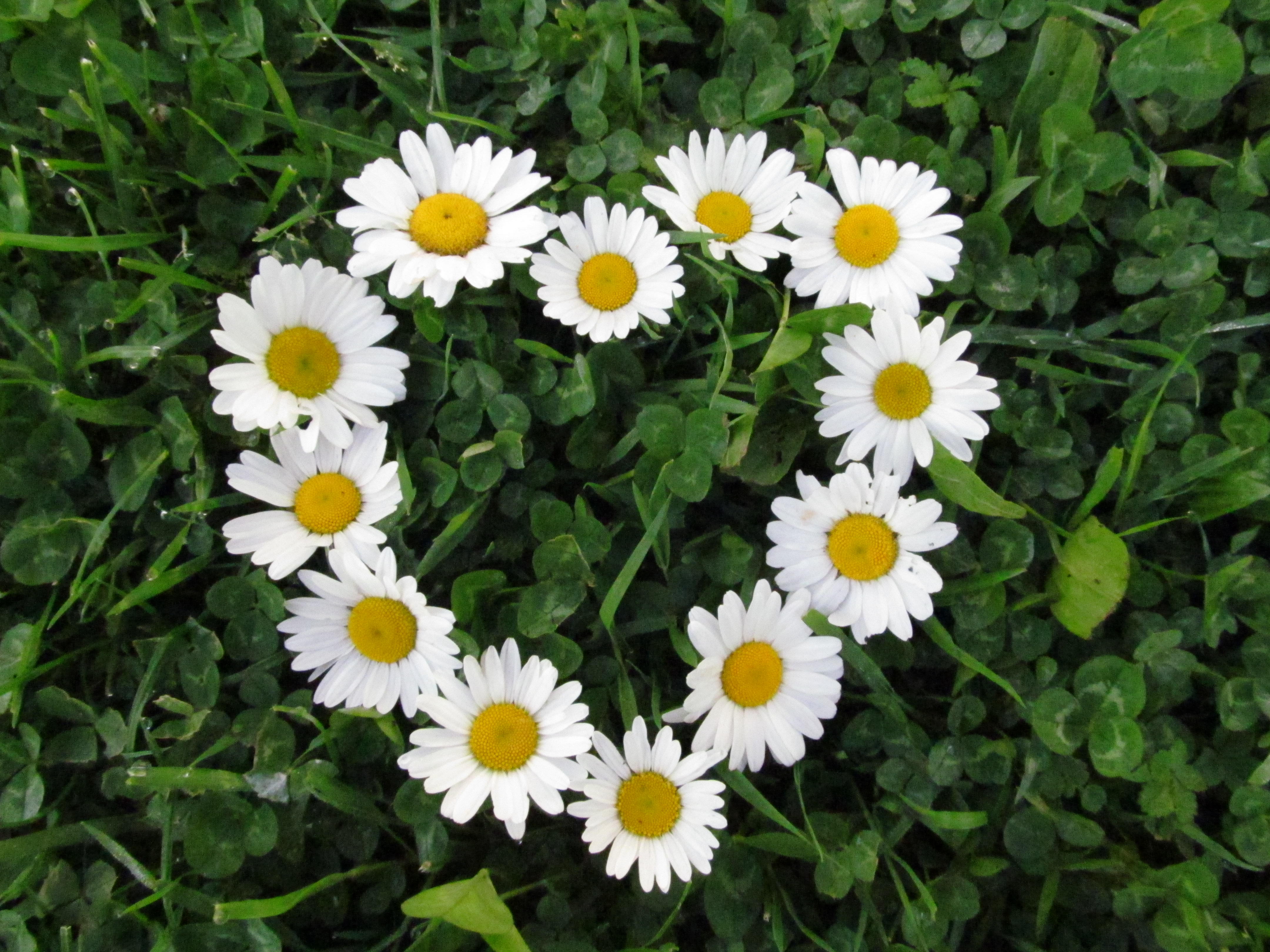 Daisy Wallpapers