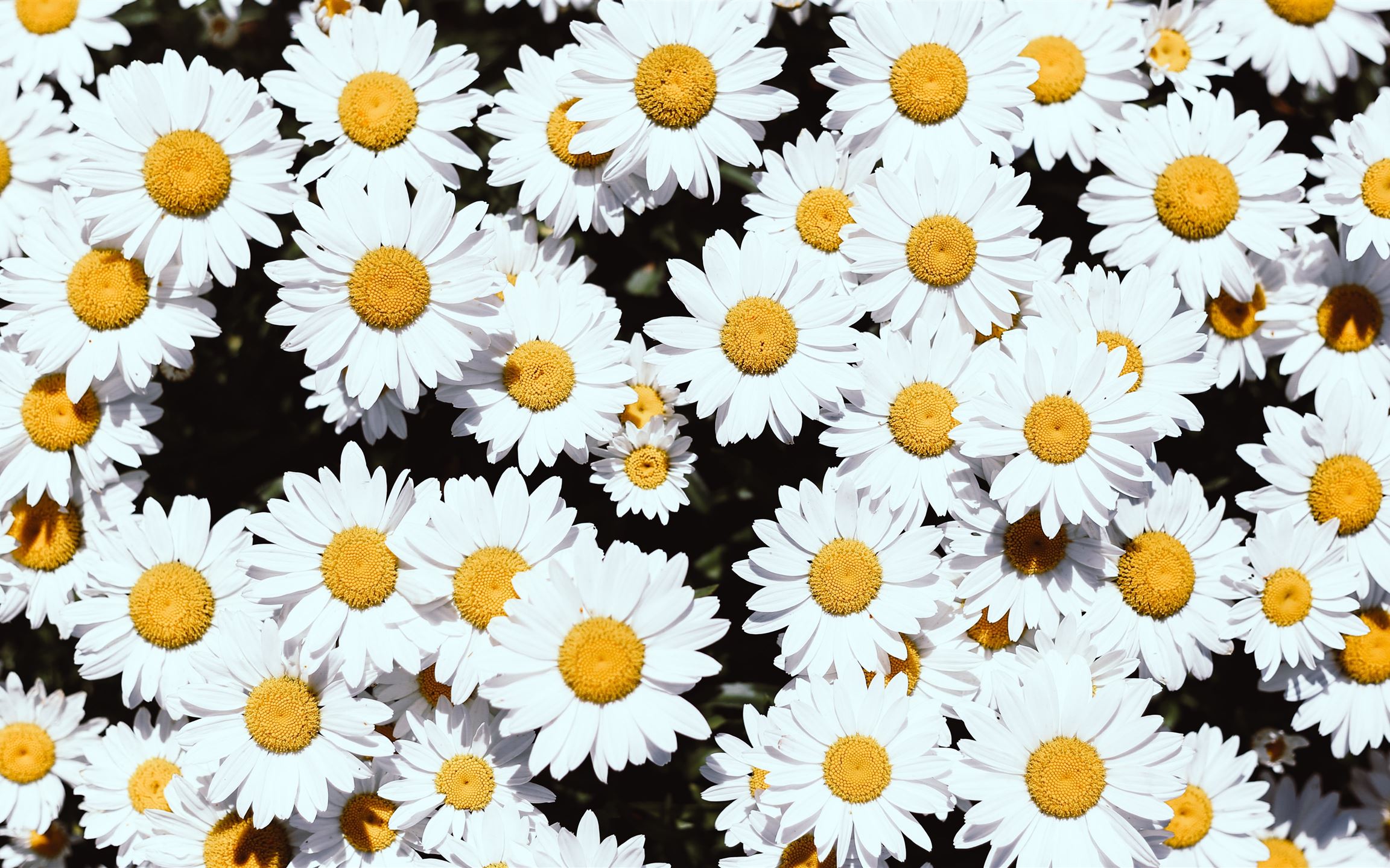 Daisy Wallpapers