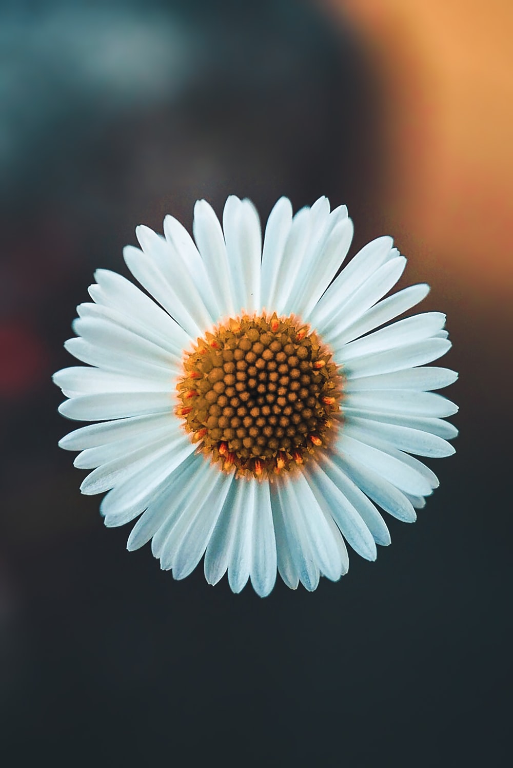 Daisy Wallpapers